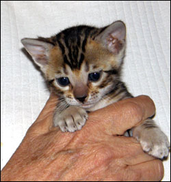 Brown/Black Tri-Colored, Outlined, Glittered Marble Bengal Female!