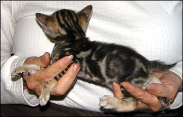 Brown Marbled Bengal Male Kitten at 4 weeks old - available and for sale!