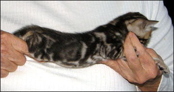 Brown Marbled Bengal Male Kitten at 4 weeks old - available and for sale!