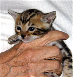 Brown Marbled Bengal Male Kitten at 4 weeks old - available and for sale!