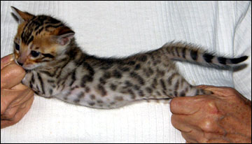 Brown Spotted Bengal Male Kitten at 4 weeks old - available and for sale!