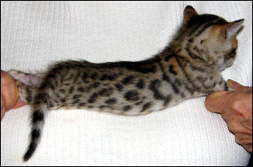 Brown Black Spotted Bengal Male Kitten at 4 weeks old - available and for sale!