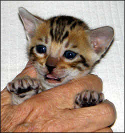 Brown/Black Rosetted, Outlined, Glittered Spotted Bengal Male!