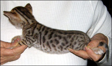 Brown Spotted Bengal Female Kitten at 4 weeks old - available and for sale!