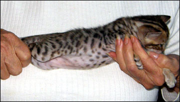 Brown Black Spotted Bengal Female Kitten at 4 weeks old - available and for sale!