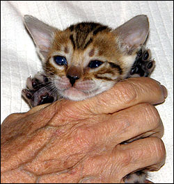 Brown Rosetted Bengal Female Kitten at 4 weeks old - available and for sale!