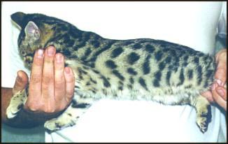 The Bengal breed includes the spotted and marbled patterns, and is still very new and exotic!