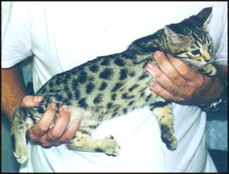 This female brown spotted Bengal kitten is a top breeder quality kitten!
