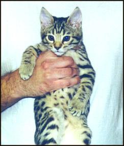 Spotted Leopard Bengal Female 1!