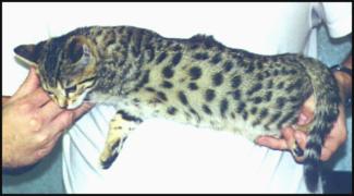The Bengal breed includes the spotted and marbled patterns, and is still very new and exotic!