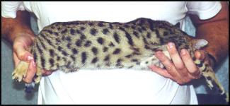 This female brown spotted Bengal kitten is a top breeder quality kitten!