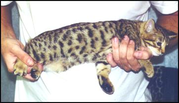 This female brown spotted Bengal kitten is a top breeder quality kitten!