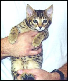 Spotted Leopard Bengal Female 3!