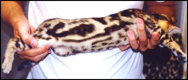This female brown marble Bengal kitten is definitely top show quality and definitely meets the Bengal breed standard!