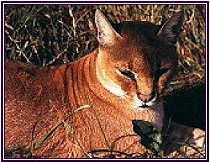 The African Golden Cat is reclusive and rare