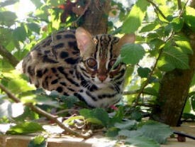 This picture of an Asian Leopard Cat is the epitome of powerful, athletic, muscular small wild cats and is the foundation ancestor cat of the Bengal breed!!