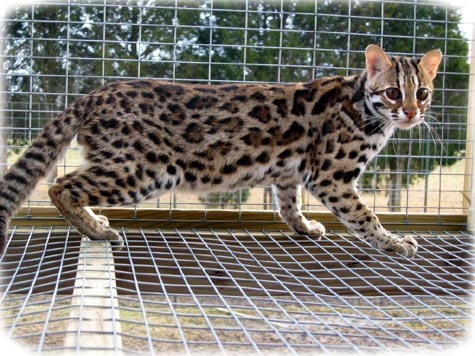 This picture of an Asian Leopard Cat is the epitome of powerful, athletic, muscular small wild cats and is the foundation ancestor cat of the Bengal breed!!