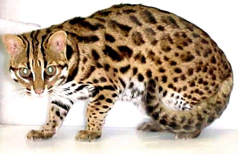 This picture of an Asian Leopard Cat is the epitome of powerful, athletic, muscular small wild cats and is the foundation ancestor cat of the Bengal breed!!