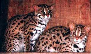 This picture of an Asian Leopard Cat is the epitome of powerful, athletic, muscular small wild cats and is the foundation ancestor cat of the Bengal breed!!
