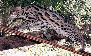 This picture of an Asian Leopard Cat is the epitome of powerful, athletic, muscular small wild cats and is the foundation ancestor cat of the Bengal breed!!