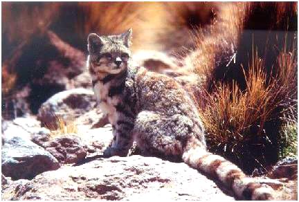 Andean Mountain Cat in rare photo by Dr. Jim Sanderson