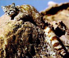 Andean Mountain Cat in rare photo by Dr. Jim Sanderson