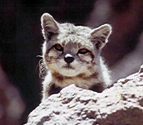 Andean Mountain Cat male in rare photo by Dr. Jim Sanderson