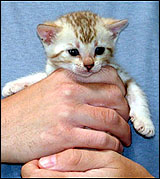 Gorgeous seal mink spotted female Bengal kitten at 4 weeks old!