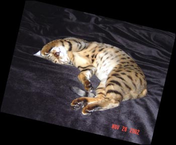 Foothill Felines Asia, a gorgeous, top quality leopard spotted Bengal male, at 6 months old!