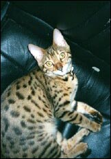 Foothill Felines Asia, a gorgeous, top quality leopard spotted Bengal male, at 6 months old!
