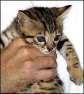 Brown Spotted Savannah Male Kitten!