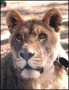 Lioness with rare Cape or Barbary Lion characteristics, Nala, from Tiger Touch exotic endangered feline sanctuary in Nevada, USA.