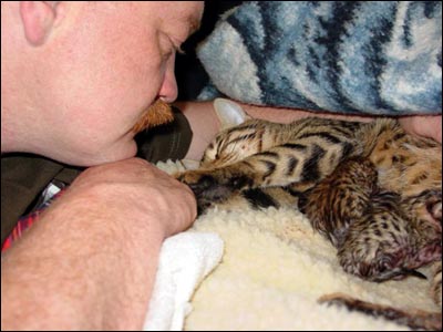 Bart Comforts New Mother Foothill Felines Madolyn of Baju Bengals - this wonderful birth is truly a family affair.