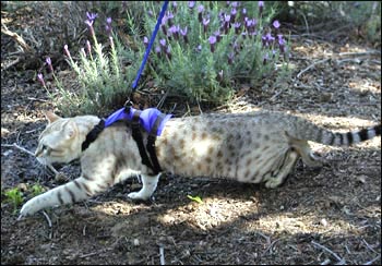 Fantasycats Prince Beau of Bellbooknbengal, a handsome seal mink ancestor!