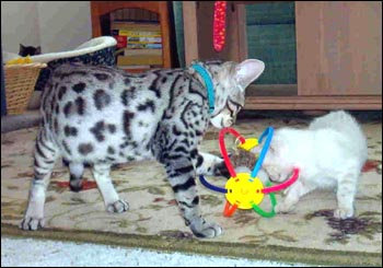 Glitter, Blue Eyes and Pelt - Seal Lynxpoint Spotted Bengal Female Kitten in her new home in no. California with Kimbaku!