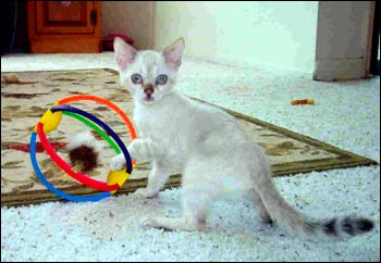 Glitter, Blue Eyes and Pelt - Seal Lynxpoint Spotted Bengal Female Kitten in her new home in no. California!