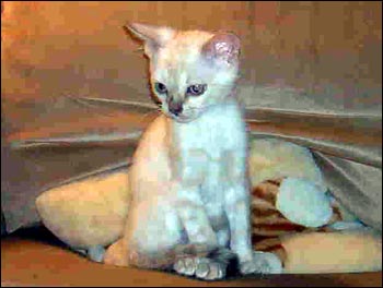 Glitter, Blue Eyes and Pelt - Seal Lynxpoint Spotted Bengal Female Kitten in her new home in no. California!