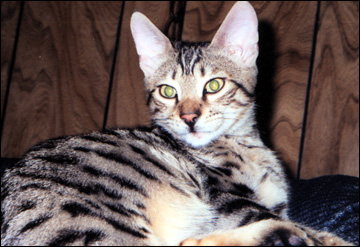 Foothill Felines Bentley Jaguar, an adorable leopard spotted SBT Bengal male who is a delightful pet!