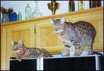 CH Foothill Felines Mr. Big Spot as a retired adult breeder, with his new friend, fellow neutered male Tiger NoNo!