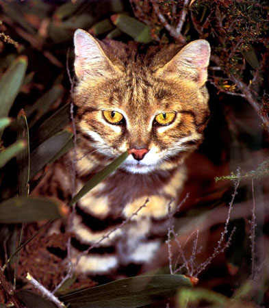 The Black Footed Cat lives in Africa and is one of the smallest cats living today
