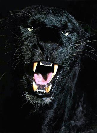 Black panther, a melanistic jaguar, leopard or cougar or puma