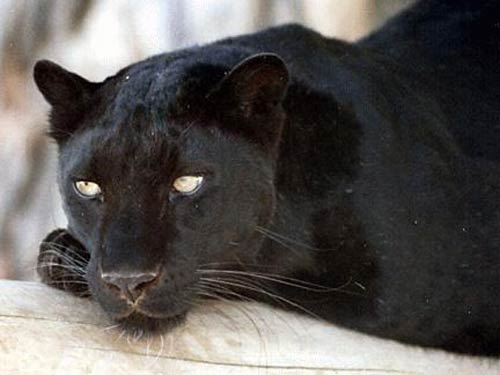 black cougar copy