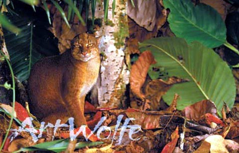 The Borneo Bay Cat. This is an extremely rare, highly endangered small wild