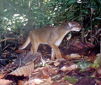 The newly discovered species Bornean Bay cat