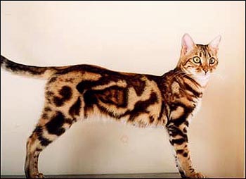 Bountiful Kiska of Bamboo, a gorgeous marble Bengal ancestor!