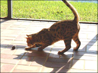 Foothill Felines Buddy, a delightful, gorgeous Bengal kitten in update photos from his proud family and Foothill Felines Bengals customer!