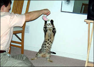 Tawny Bengals have a light creamy grey background and jet black markings, often with wild rosetting.