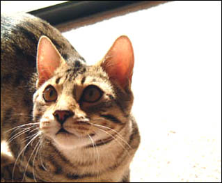 You can have your cake and eat it too with kittens from Foothill Felines Bengals like Buddy,who looks incredibly wild but is a sweetheart who is devoted to his proud poppa!