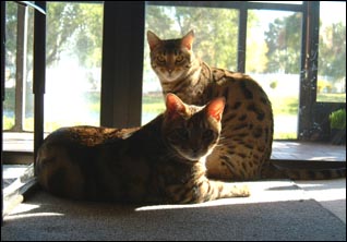 Foothill Felines Buddy, back, a show quality leopard spotted Bengal male kitten, with Foothill Felines Blade, front, an equally top quality brown marbled Bengal male!