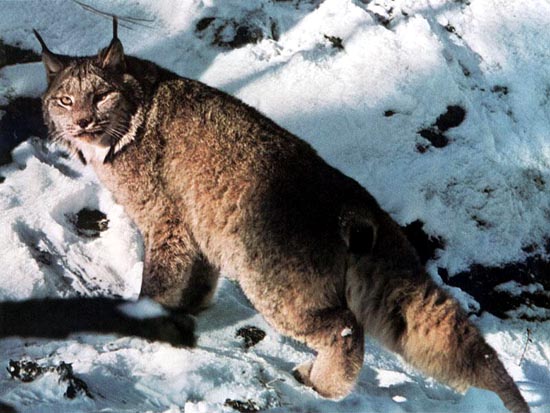 The Canadian Lynx, Lynx canadensis, with tufted ears